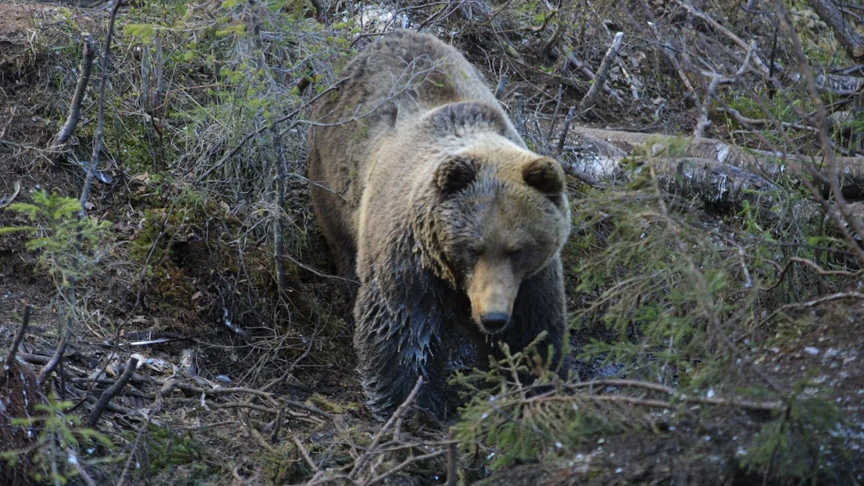 Törmäyksen jälkeen karhu jatkoi matkaansa metsään. Kuvan karhu ei liity tapaukseen.