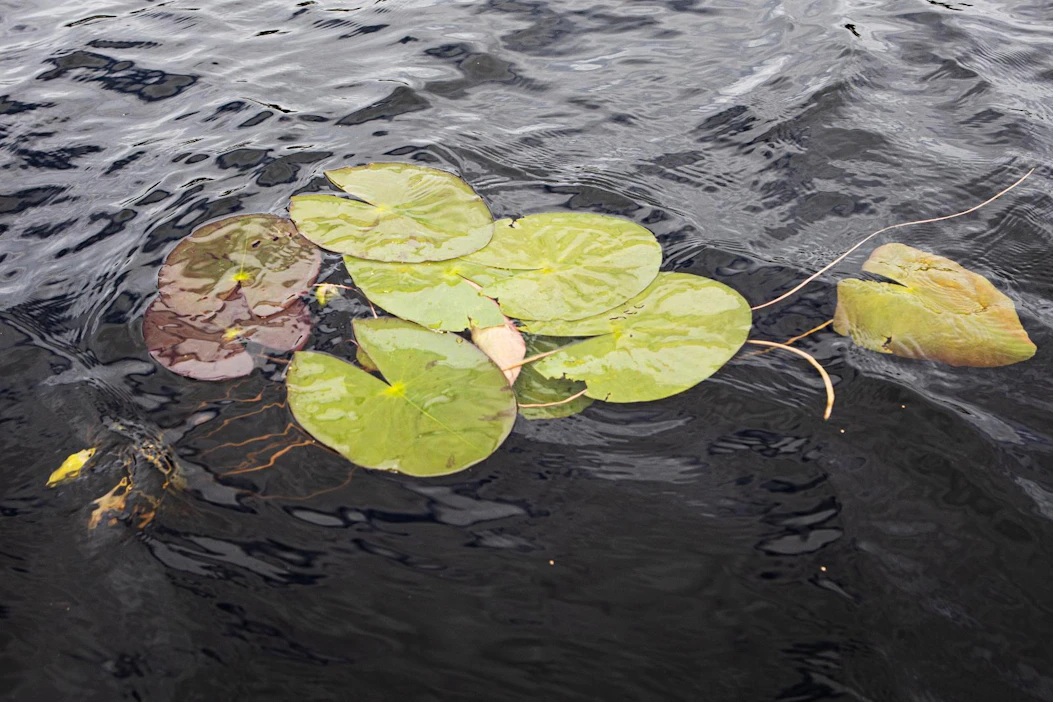Veden tummuminen esimerkiksi vähentää selkärangattomien eläinten ja vesikasvien määrää.