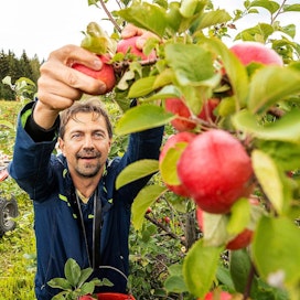 Panu Hiekkalan tilalla kasvaa noin 4 300 omena- ja 700 päärynäpuuta. Puut ovat kääpiörunkoisia, jotta hoito ja sadonkorjuu olisi helpompaa.
