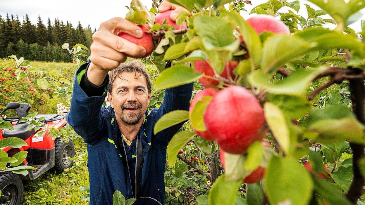 Panu Hiekkalan tilalla kasvaa noin 4 300 omena- ja 700 päärynäpuuta. Puut ovat kääpiörunkoisia, jotta hoito ja sadonkorjuu olisi helpompaa.