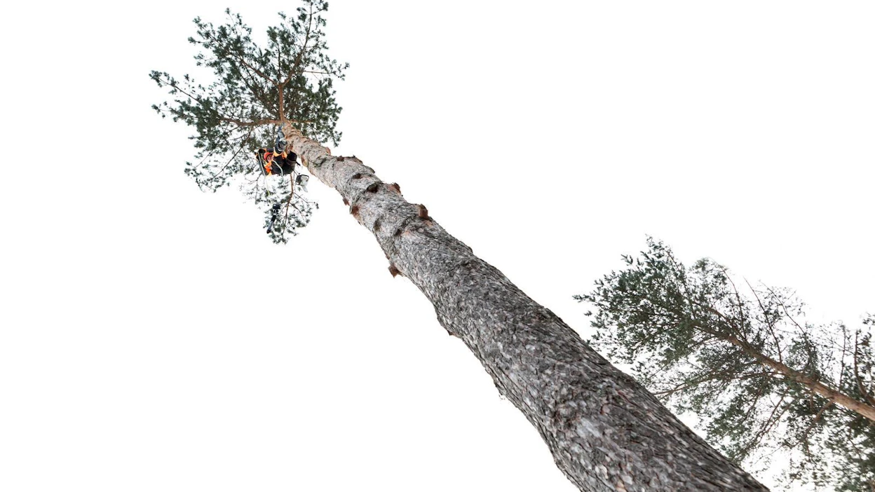 Kiinteistöjen ja voimalinjojen lähellä olevat puut on turvallisinta kaataa sahaamalla oksat ja runko osina.