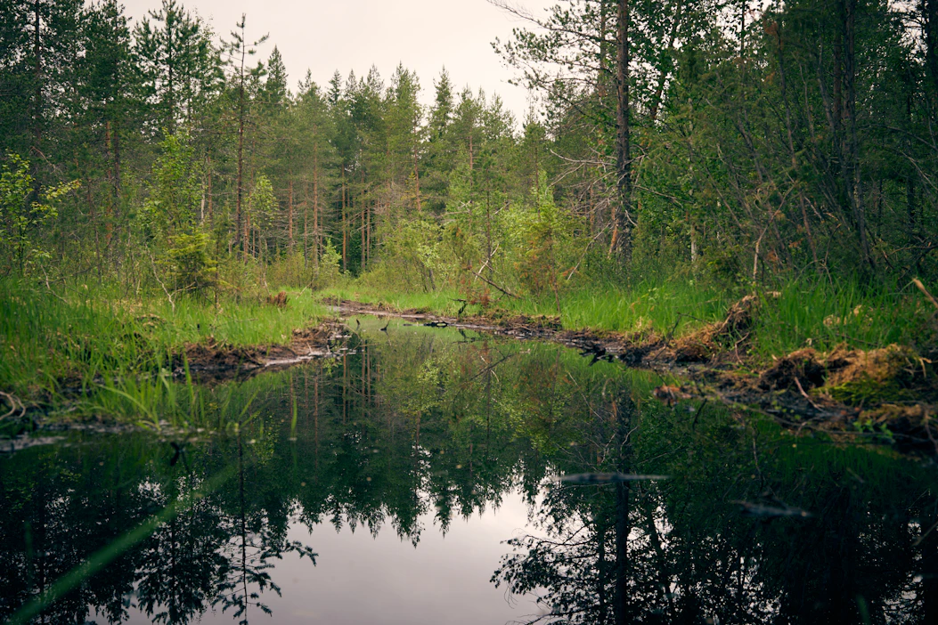 Suon ennallistamista Ilomantsin Heinäsuolla. Kuvituskuva.