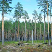 Puukauppoja solmittiin viime viikolla selvästi aiempia viikkoja vauhdikkaammin.
