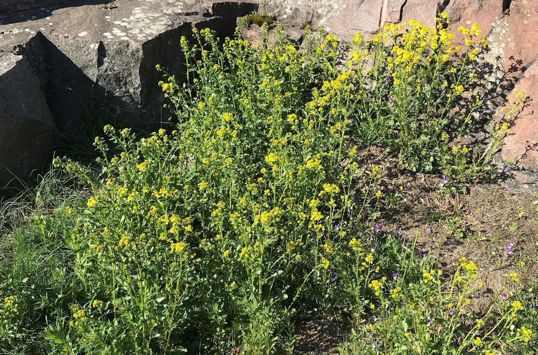 Peltokanankaalin maku on valloittavan sinappinen ja sitruunainen.