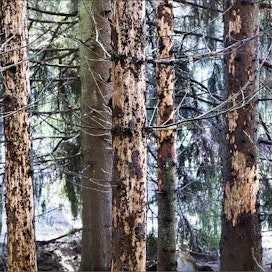 Nykymetsänhoidon suosimat monokulttuurikuusikot lisäävät voimakkaasti metsätuhoriskejä, kirjoittavat Sakari Hankonen ja Erkki Lähde. Kuvan kuusikkoon on iskenyt kirjanpainaja. Kari Salonen