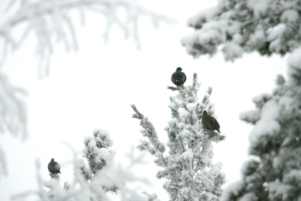 Metsäkanalinnuista teerellä on väljimmät elinympäristövaatimukset.