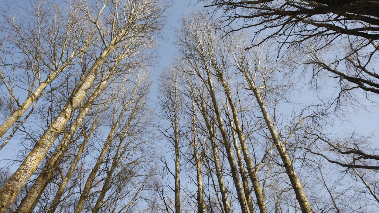 Haavat lisäävät metsäluonnon monimuotoisuutta.