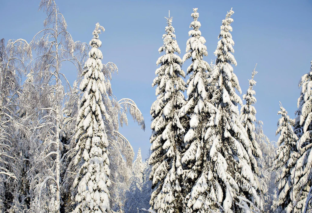 Metsä ja ilmasto, kas siinä sanapari, joka tuonee lämpöä hallituksen vetäytymiseen ensi viikon alussa.