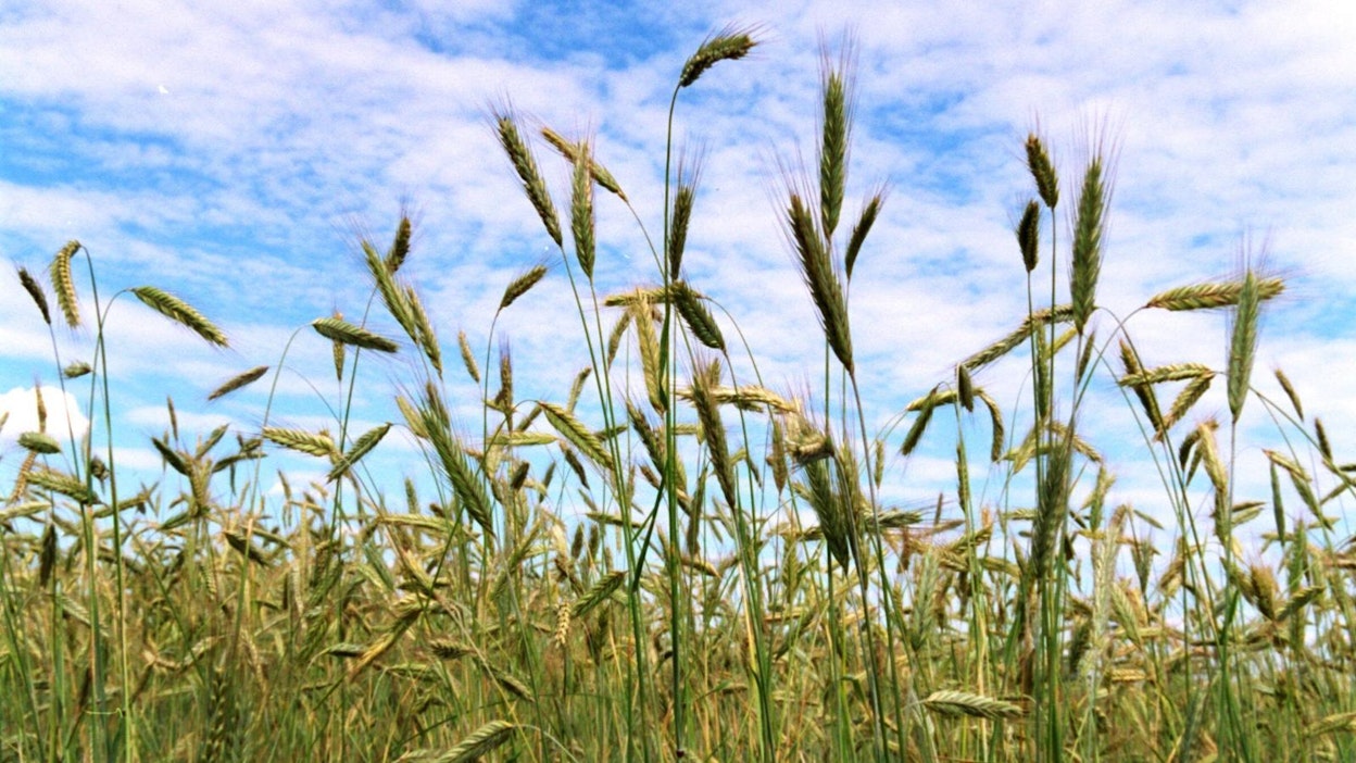 Yksi kilpailun tavoitteista on lisätä kiinnostusta rukiin viljelyyn.