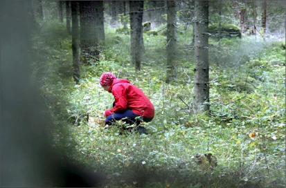 Eteläsuomalaiset ja suurimpien metsien omistajat käyvät harvimmin itse metsässä. Jaana Kankaanpää