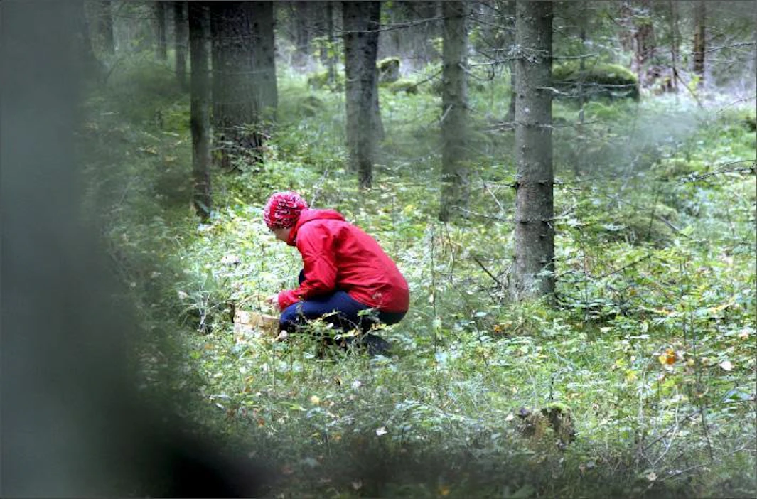 Eteläsuomalaiset ja suurimpien metsien omistajat käyvät harvimmin itse metsässä. Jaana Kankaanpää
