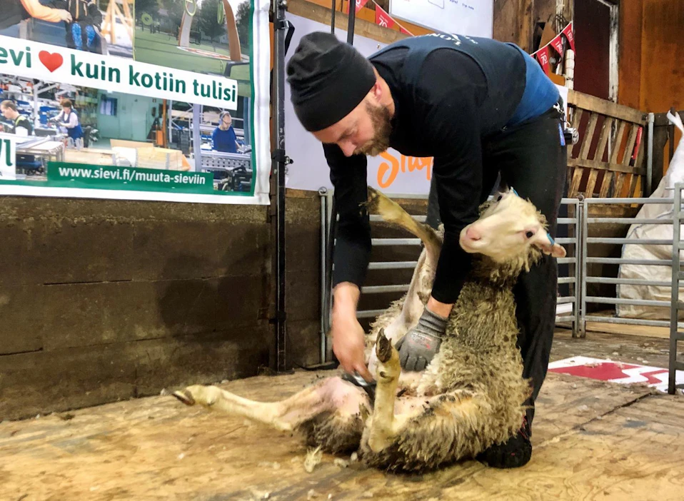 Toni Kattilankosken tavoitteena on keritä vähintään 400 lammasta vuorokauden kuluessa.
