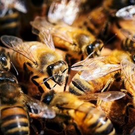 Villeistä mehiläislajeista noin puolet on uhanalaisia. Kuvassa tarhattuja mehiläisiä.
