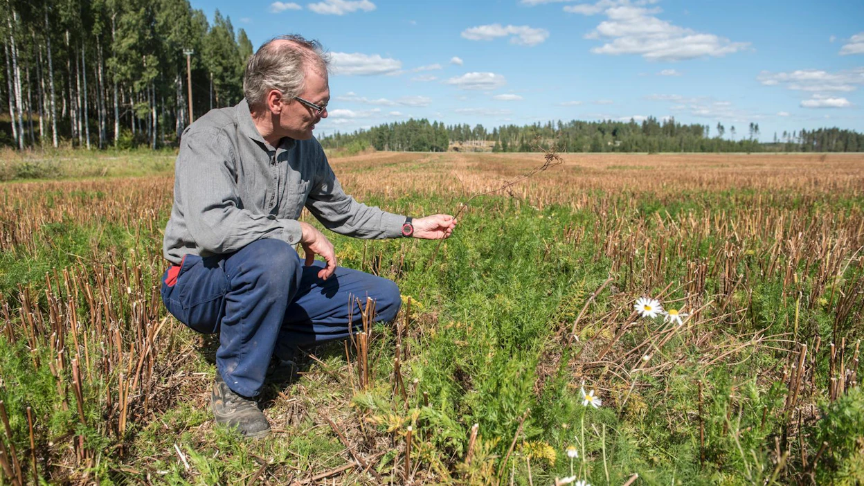 Nurmijärveläinen Kallepekka Toivonen on tyytyväinen kuminasatoonsa. Hän sai kuminat puitua maanantaina.
