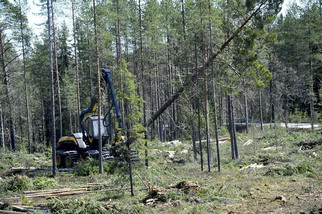Nuorten julkilausumassa ehdotetaan esimerkiksi hiiliveron käyttöönottoa ja hiilinielujen kasvattamista. LEHTIKUVA / MARTTI KAINULAINEN