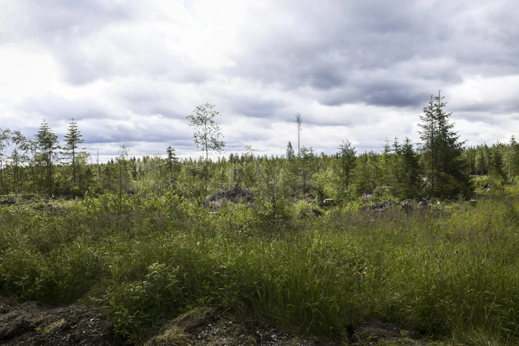 Tukea myönnetään yksityisille maanomistajille joutoalueiden eli viljelyn ulkopuolelle jääneiden peltolohkojen sekä turvetuotannosta vapautuneiden suonpohjien metsittämiseen. LEHTIKUVA / Emmi Korhonen