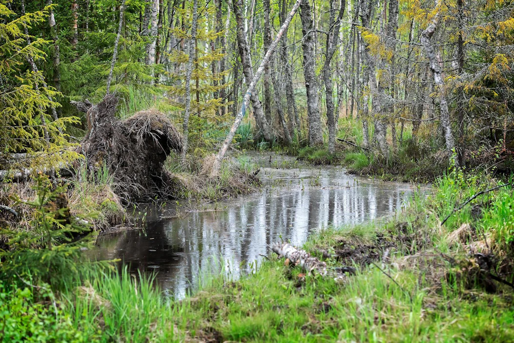 Metsänomistajat pelkäävät, että heidän palstansa Mustasaaren Iskmossa muuttuvat vesijättömaaksi.