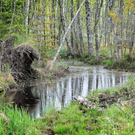 Metsänomistajat pelkäävät, että heidän palstansa Mustasaaren Iskmossa muuttuvat vesijättömaaksi.
