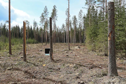 Kaarnakuoriaistuhot kuusikoissa saavat alkunsa heikentyneisiin puihin iskeneistä kirjanpainajista. Tehtyään tuhon ne munivat tulevan sukupolven maahan. Sieltä seuraava sukupolvi lentää seuraaviin eläviin puihin. Koneviesti päätti kokeilla, kuinka kirjanpainajien torjunta onnistuu siihen kehitetyllä ansalla.