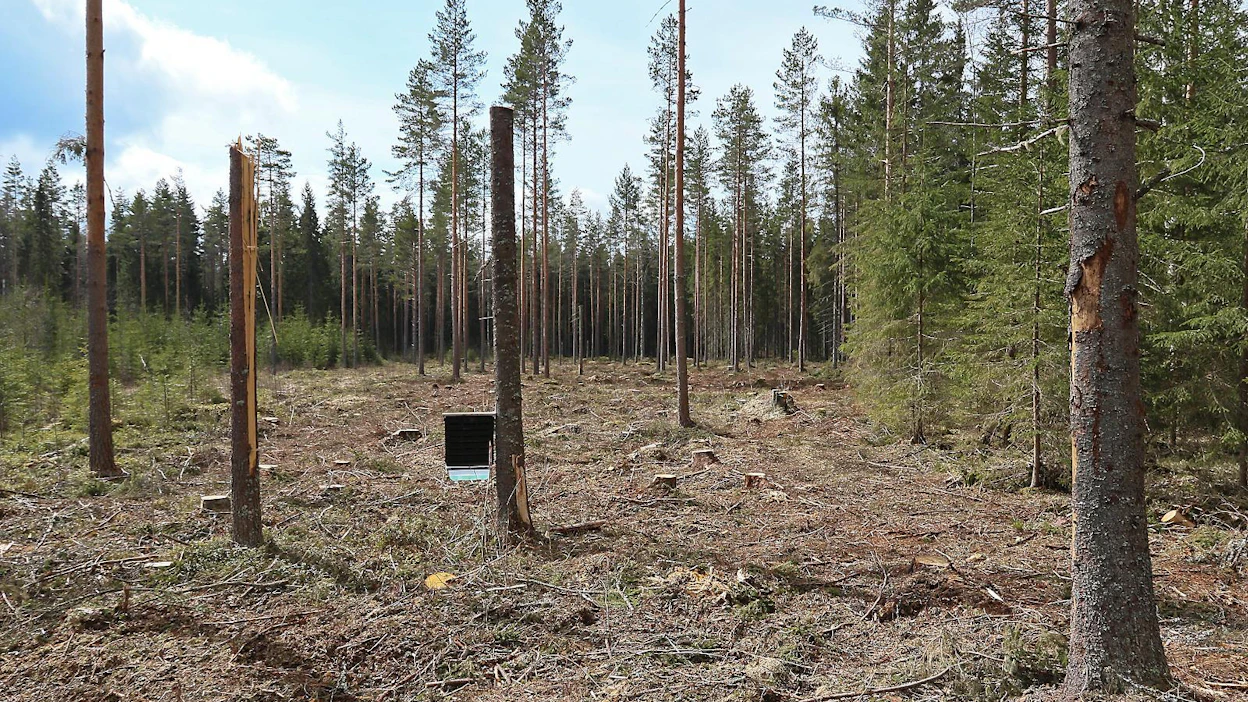Kaarnakuoriaistuhot kuusikoissa saavat alkunsa heikentyneisiin puihin iskeneistä kirjanpainajista. Tehtyään tuhon ne munivat tulevan sukupolven maahan. Sieltä seuraava sukupolvi lentää seuraaviin eläviin puihin. Koneviesti päätti kokeilla, kuinka kirjanpainajien torjunta onnistuu siihen kehitetyllä ansalla.
