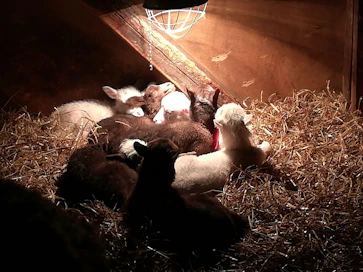 Seitsosten nimet ovat Peukaloinen, Aurora, Esmeralda, Fiona, Ariel, Kaiku ja Armas.