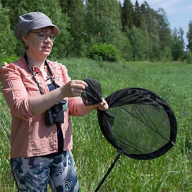 Eeva-Liisa Korpela käyttää haavia hyönteisten nappaamiseen. Kiepauttamalla haavin kärjen hän takaa sen, etteivät hyönteiset karkaa ennen tarkastelua.