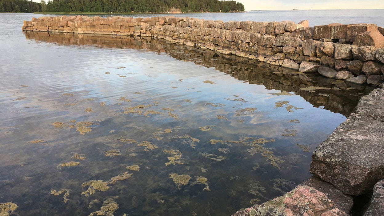 Leväkasvustoja Espoossa.