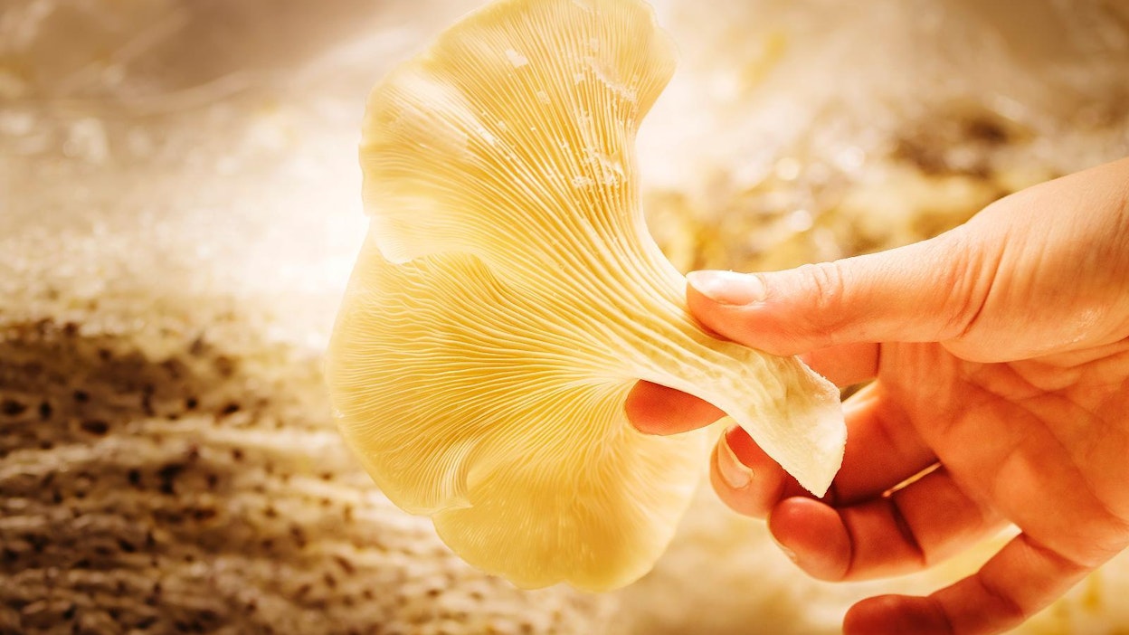 Sienet ovat superruokaa. Siinä missä suomalainen syö vuodessa puoli kiloa sieniä, popsivat aasialaiset jopa 20 kiloa.
