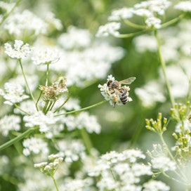 Tarhamehiläiset eivät juuri kuminankukista piittaa, jos lähistöllä on houkuttelevampia mesikasveja kuten metsävadelma.