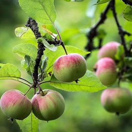 Kesä on suosinut omenan kukintaa ja pölytystä. Kotimaisen omenan sadosta on tulossa hyvä myös laadullisesti.