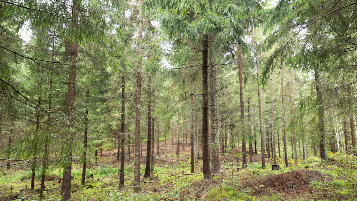 Luxemburgilaisilla metsärahastoilla on Suomessa merkittävä määrä omistuksia, minkä vuoksi Suomen ja Luxemburgin välinen verosopimus olisi tärkeää uudistaa.