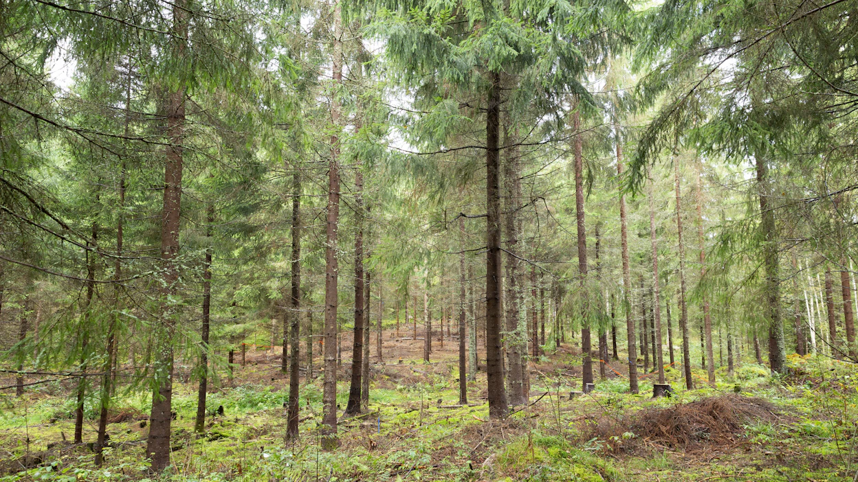 Liki 80 prosenttia MT:n kyselyyn vastanneista halusi pitää metsätilansa suvun sisällä.