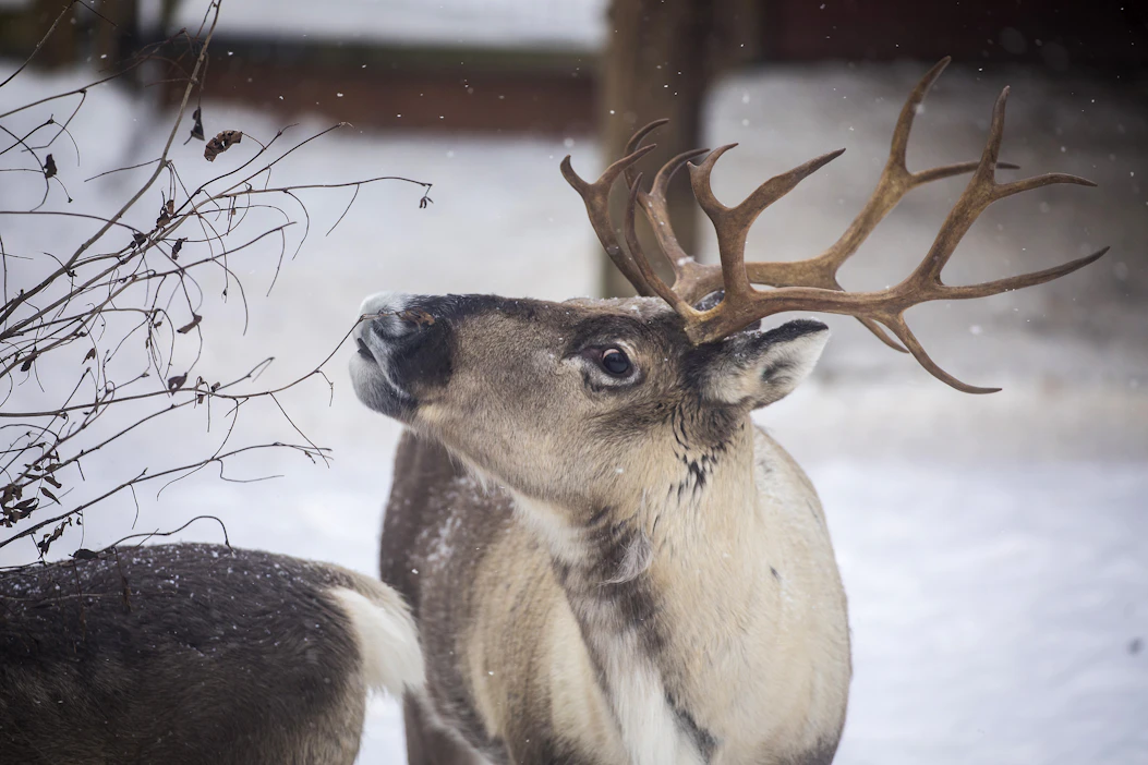 Metsäpeura ja poro ovat hyvin saman näköisiä. Niiden erottaminen voi olla hankalaa.