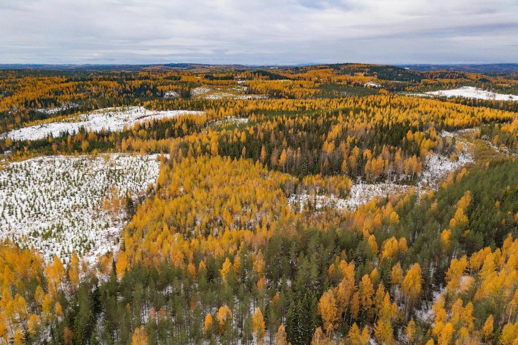 Metsäteollisuus on vakuuttunut, ettei metsien hiilivarasto pienene nykyisillä tai hieman lisätyillä hakkuumäärillä. Hiiltä sitoutuu jonkin verran myös puutavaraan.
