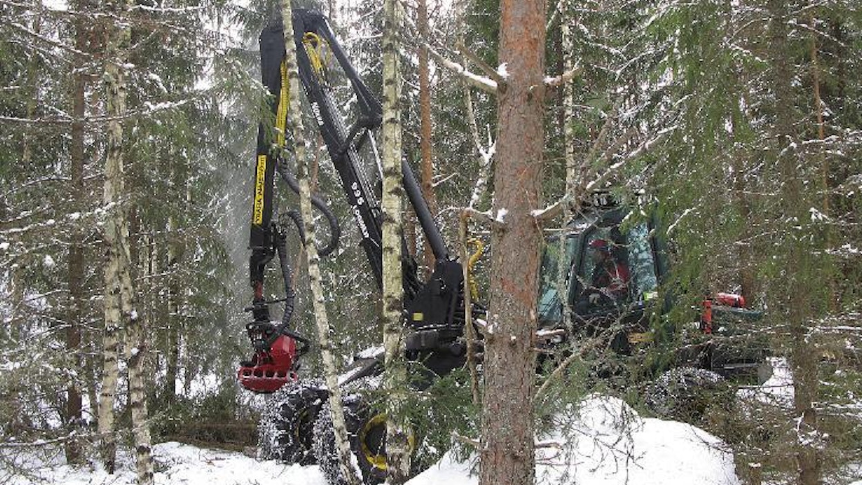 Viime vuonna jäi 135 000 hehtaaria ensiharvennusmetsää hakkaamatta. Kuva: Tage Fredriksson