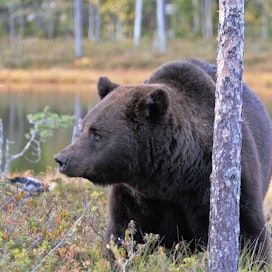 Suomen metsissä liikkui ennen metsästyskautta arvion mukaan noin 2 200 yli vuoden ikäistä karhua. Kuvituskuva