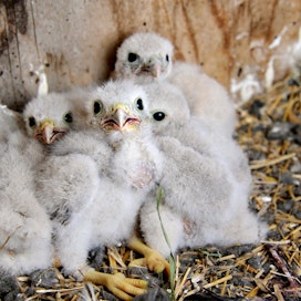Harvinaisessa kuvassa tuulihaukkojen poikaset odottavat emonsa ruoka-annosta pesäpöntössään. Pesintä on maanantaina alkaneen Lasten lintuviikon aiheena.