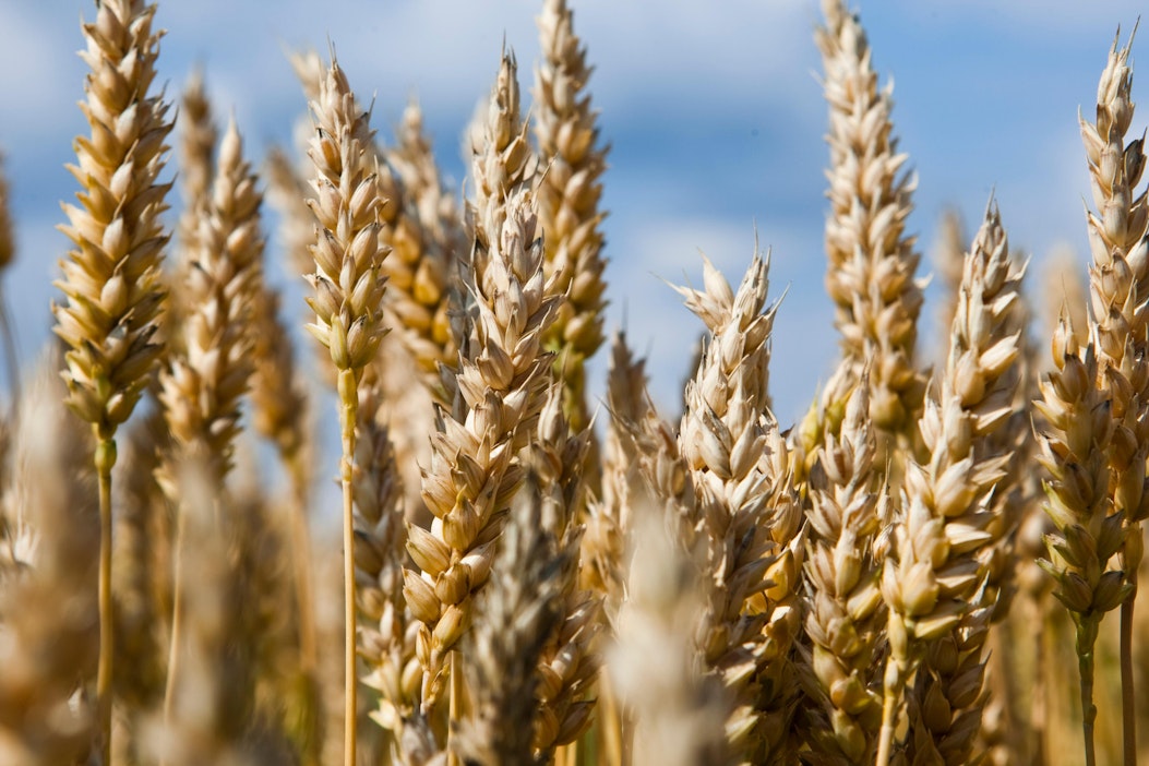 Peltosiemenen valikoimissa on muun muassa vehnää.