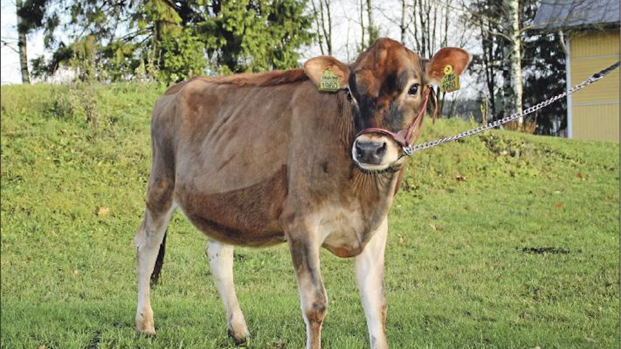 Jerseyhieho H.H. LaBelleLarissa on Elma-maaseutumessujen kummi. Eeva-Kaarina Hietanen
