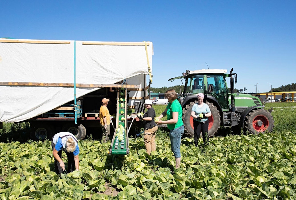 Arkistokuvassa varhaiskaalin nostoa kesällä 2020.