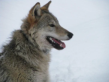 Ruotsissa ja Norjassa on tutkittu susien vaikutusta muun muassa hirvenmetsästykseen ja hirvien aiheuttamiin taimikkotuhoihin.