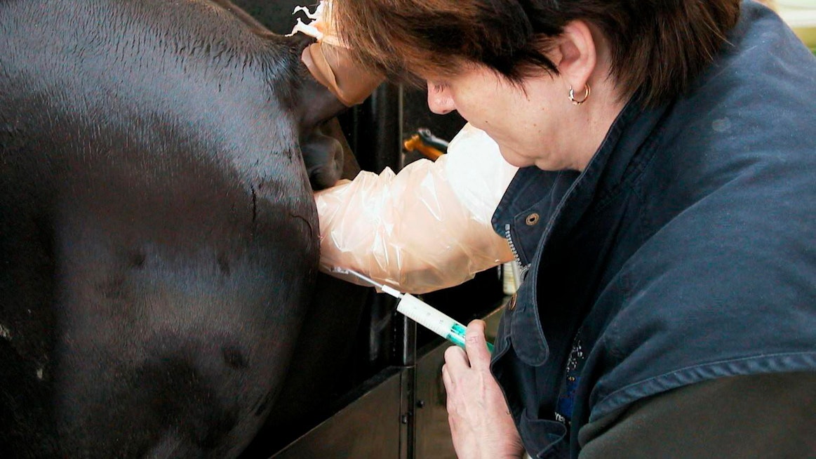Koronavirus aiheuttaa haasteita lähestyvään tammojen siemennyssesonkiin. Taustalla vaikuttaa hevosenomistajien taloustilanne, eläinlääkärien keskittyminen kiireellisiin työtehtäviin sekä sperman kuljetusten vaikeutuminen. Arkistokuva.