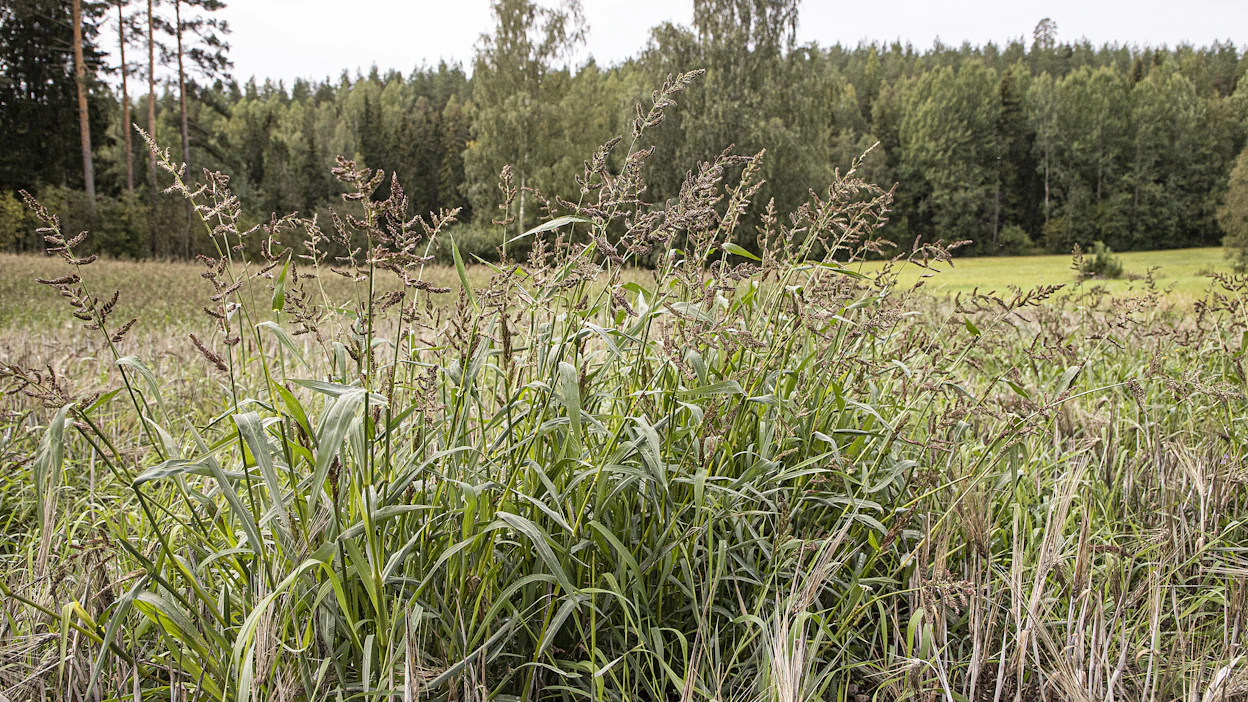 Kitkentä juurineen ja kerättyjen kasvien polttaminen on tehokkain torjuntakeino rikkakananhirssille.