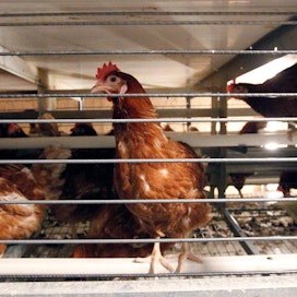 Kesko kannustaa siirtymistä pois kuvan virikehäkeistä maksamalla ensi vuodesta alkaen lisähintaa vapaan kanan- ja luomumunille.