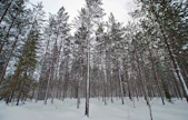 Suomen suurimmat yhteismetsät ovat Pohjois-Suomessa.