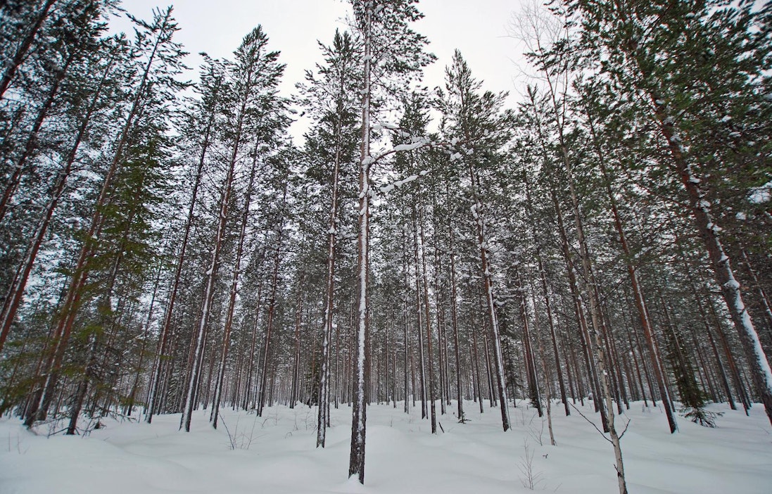 Onko yhteismetsä hyvä sijoitus? Lapissa yhteismetsien tuotto päihitti  yksityismetsien tuoton - MT Metsä - Maaseudun Tulevaisuus