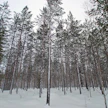 Suomen suurimmat yhteismetsät ovat Pohjois-Suomessa.