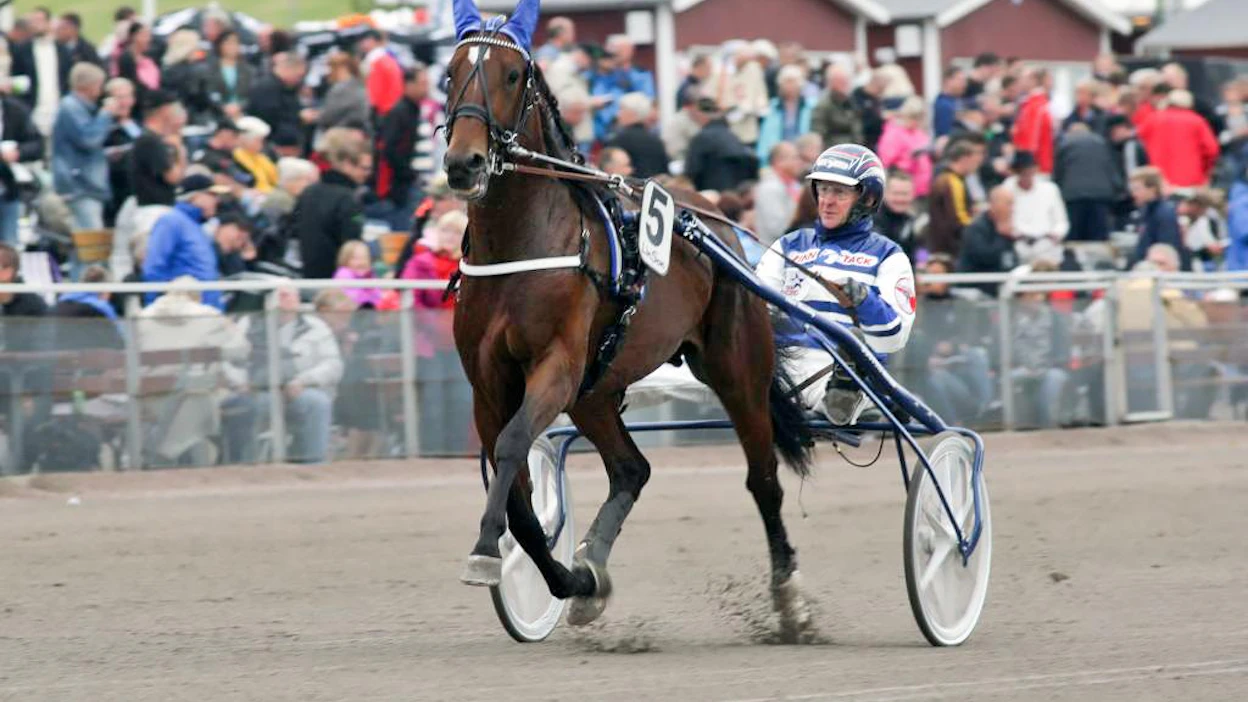 Kriterium- ja Suur-Hollola-voittaja Express Duo on jälleen tuloillaan. Kuvassa ori nelivuotiaana Sprintterimestaruuden karsinnassa, jonka se voitti.