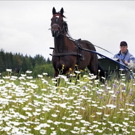 Hevosenomistajilla on huoli suomalaisen raviurheilun tulevaisuudesta, jos toiminnan kannattavuutta ei saada kohennettua kautta linjan. Tässä jo edes-mennyttä Spotless Pridea ajoi sen omistanut Hippoksen puheenjohtaja Mika Lintilä. Kari Salonen