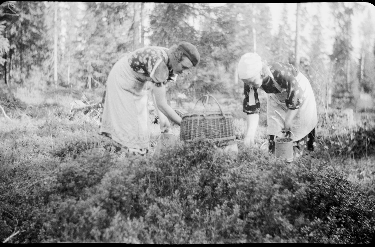 Tytöt marjassa Kampinkylässä Kurikassa vuonna 1939.